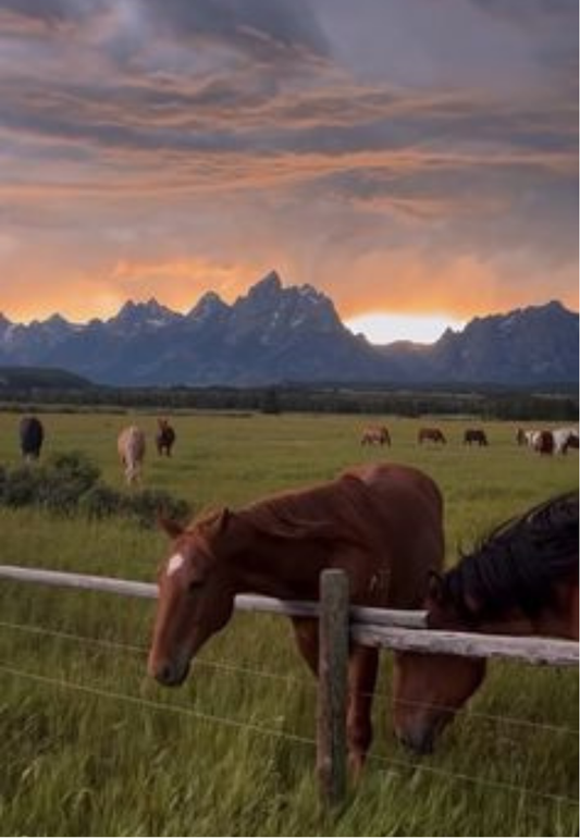 Animals Grazing at Sunset in the Mountains Greeting Card