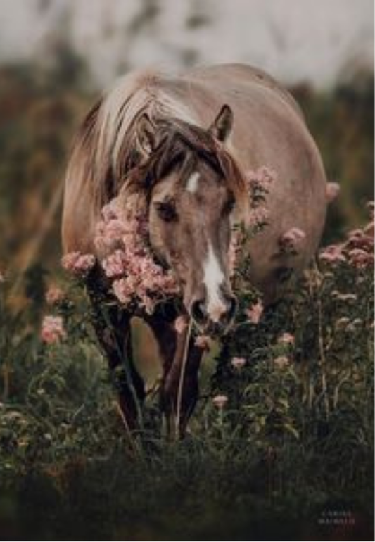 Majestic Horse Among Pink Blossoms Greeting Card