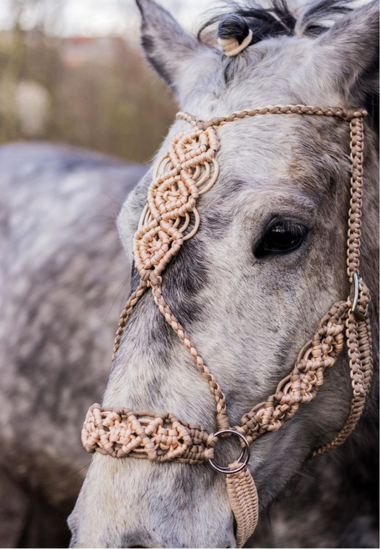 Elegant Gray Horse Greeting Card