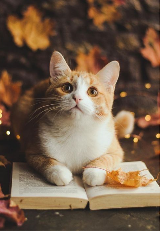 Cute Orange Cat Greeting Card