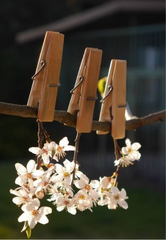 Clothespins Holding White Blossoms Greeting Card