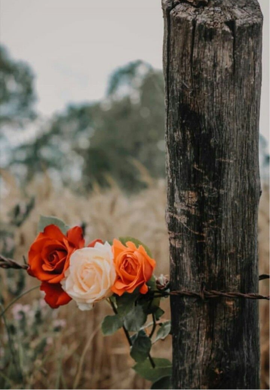 Wild Roses on a Barbed Wire Fence Greeting Card