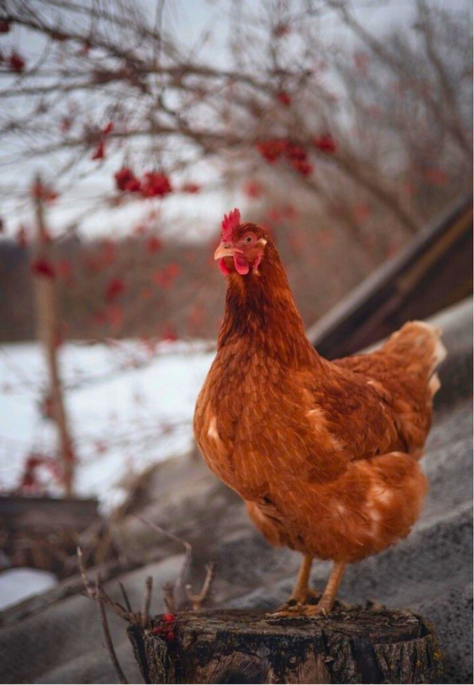 Chicken Greeting Card