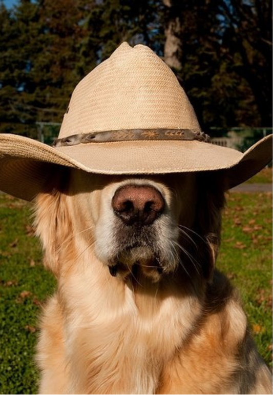 Golden Retriever Wearing a Cowboy Hat Greeting Card