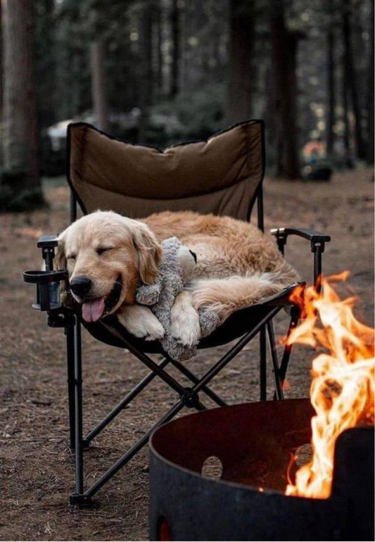 Sleeping Golden Retreiver by a Campfire Greeting Card