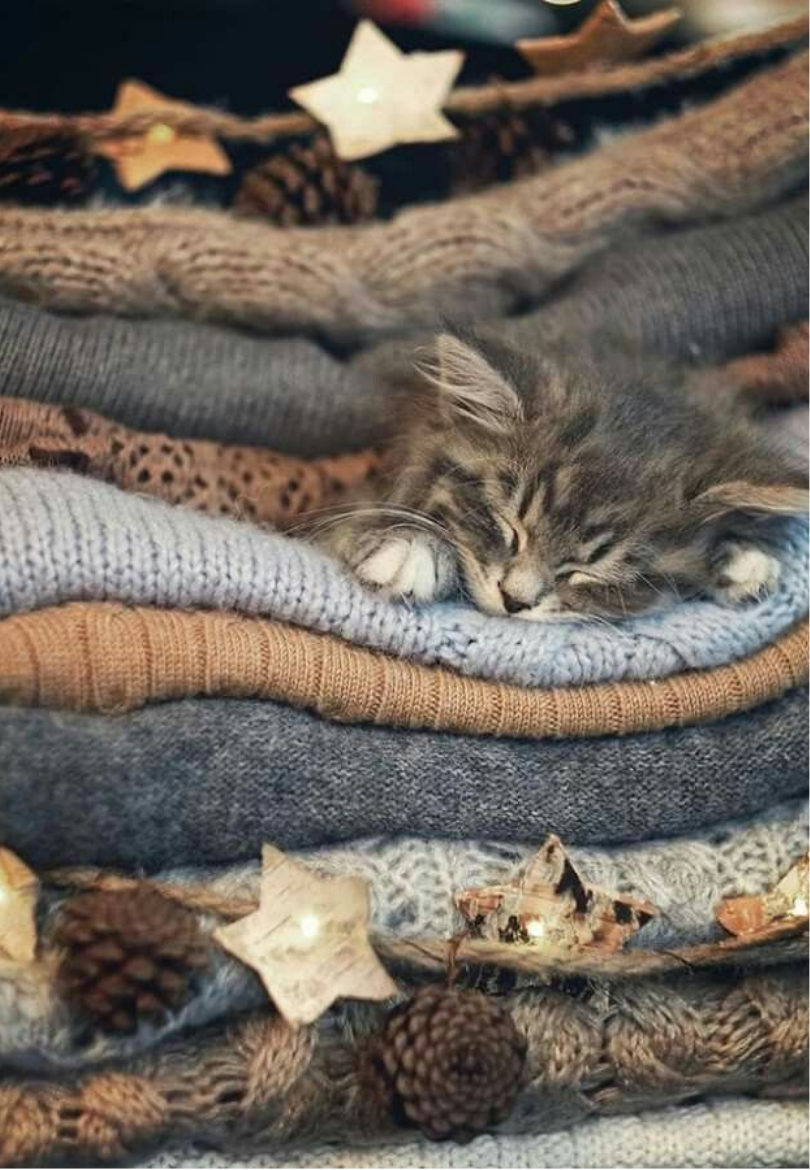 Sleeping Kitten Curled up in Cozy Blankets Greeting Card