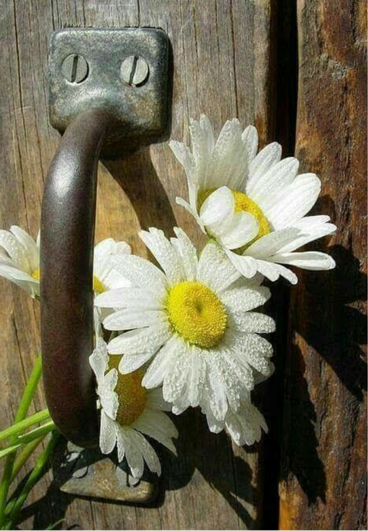 Daisies in an Antique Door Handle Greeting Card