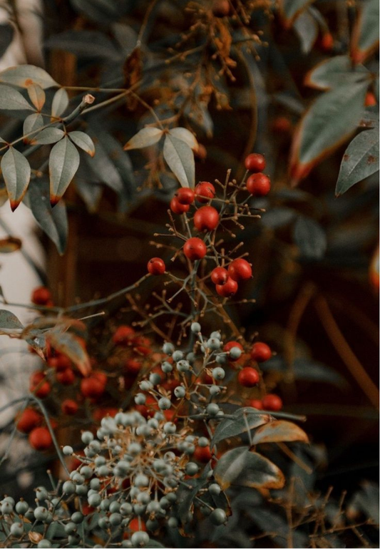Festive Red Winter BerriesGreeting Card