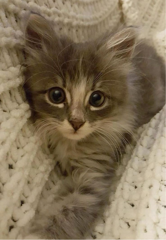 Fluffy Kitten Snuggled in a Cozy Blanket Greeting Card