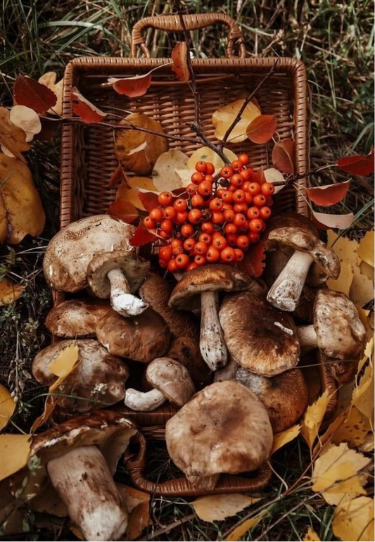 Harvest Mushrooms & Wild Berries Greeting Card