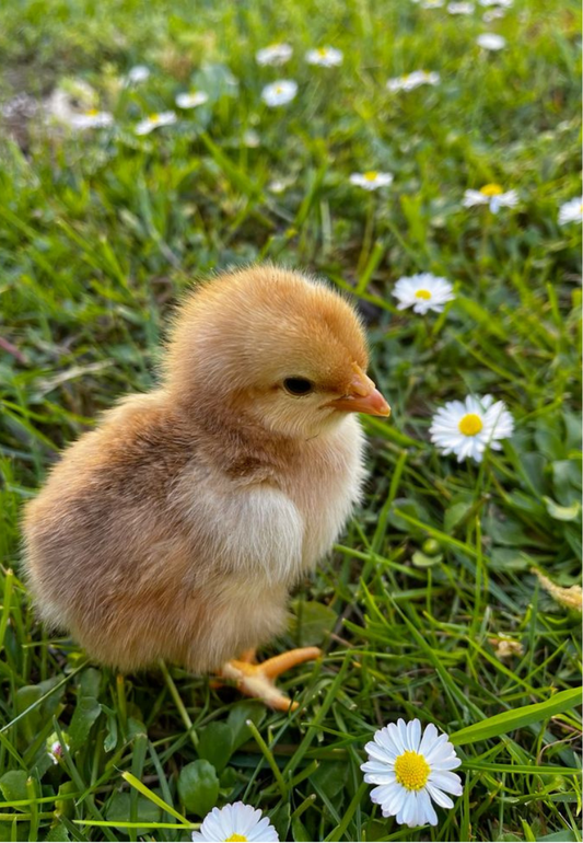Adorable Baby Chick in a Spring Field Greeting Card