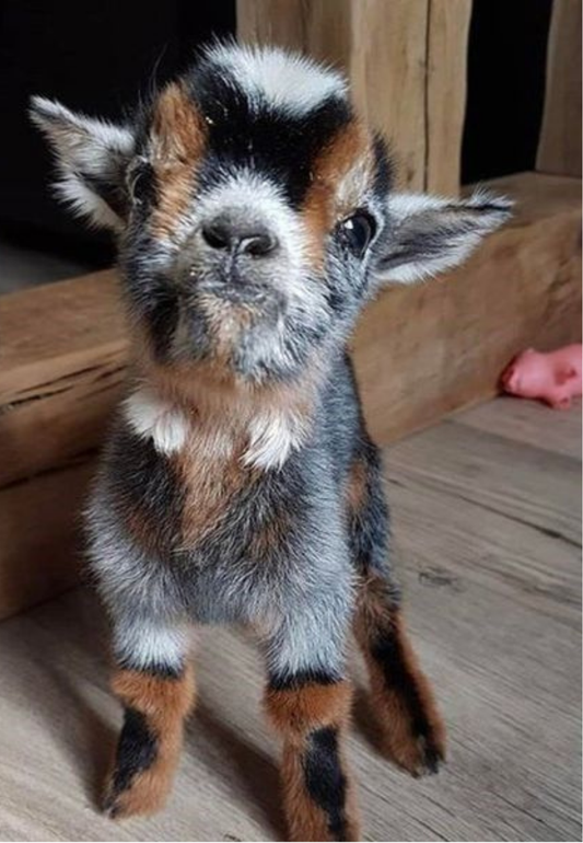 Cute Baby Goat Greeting Card