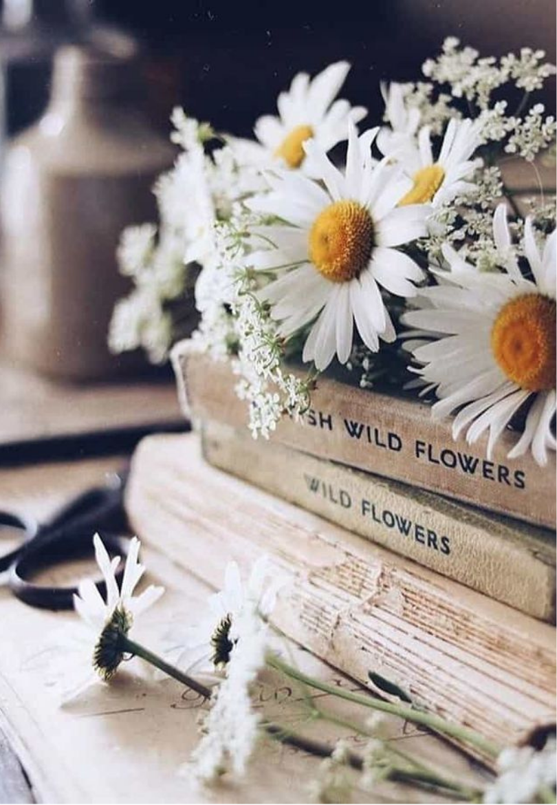 Daisies & Rustic Books Greeting Card