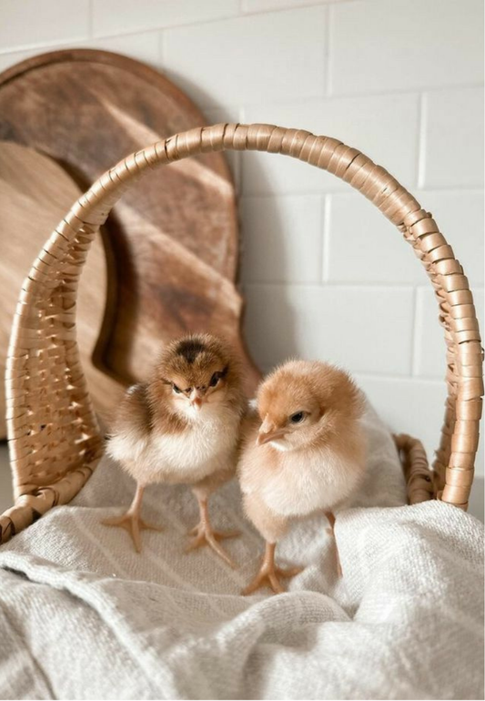 Fluffy Chicks in a Woven Basket Greeting Card