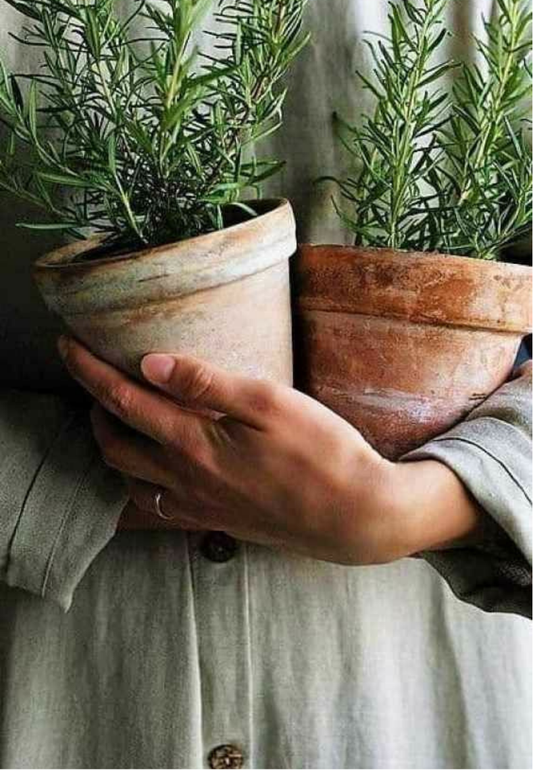 Fresh Potted Succulents in Terra Cotta Pots Greeting Card