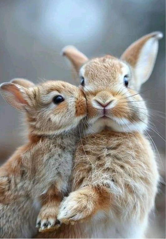 Bunny Love Greeting Card