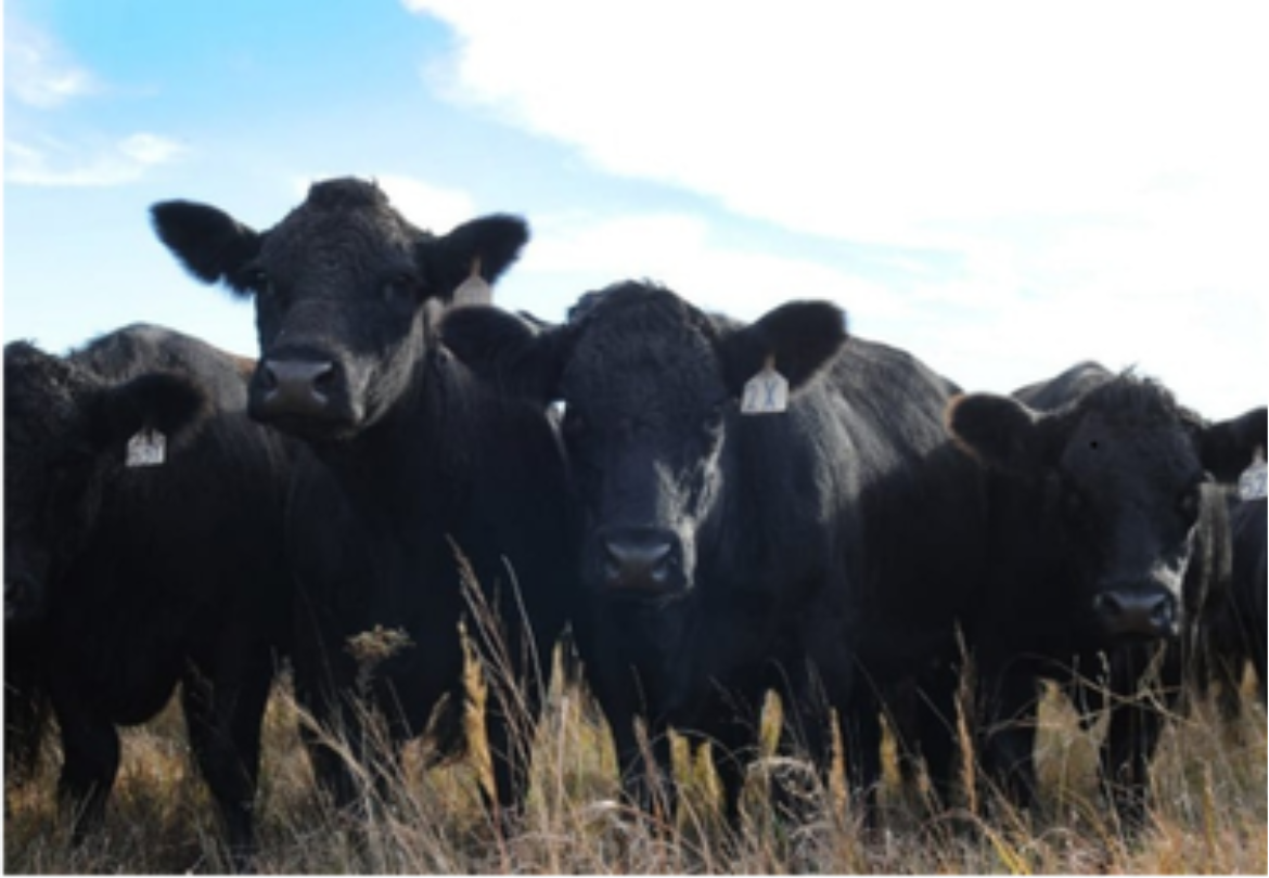Group of Black Cows Greeting Card