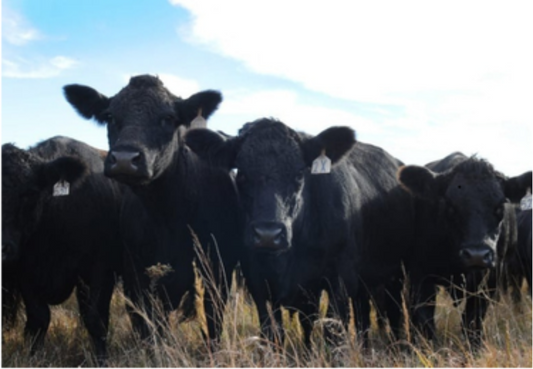 Group of Black Cows Greeting Card