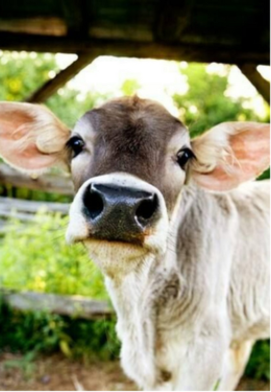 Close-up Cow Greeting Card