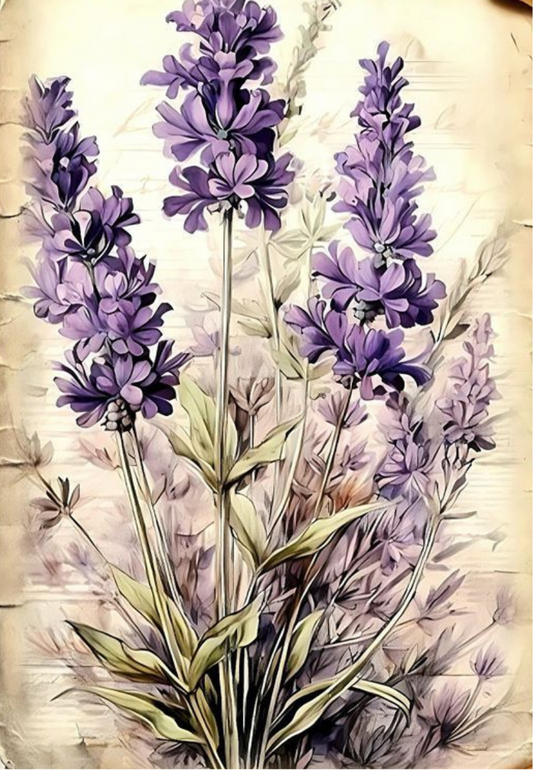 Lavender Bushes Greeting Card