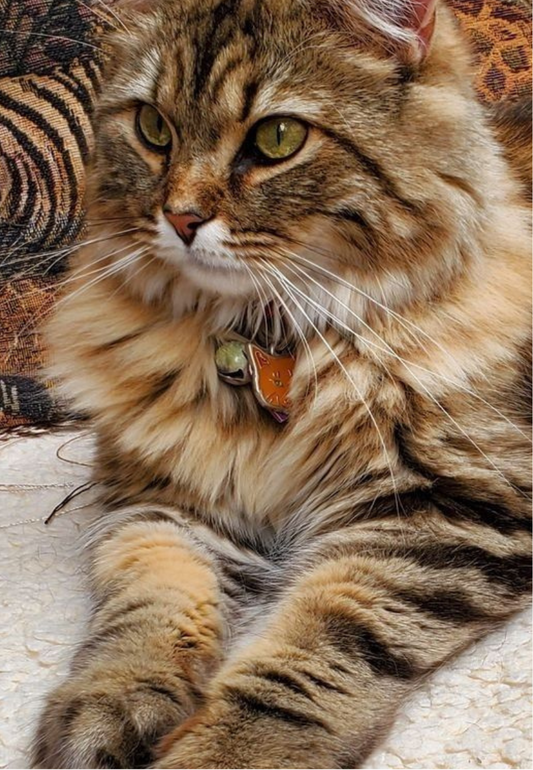 Striped Cat Greeting Card