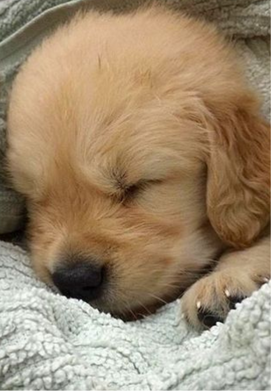 Golden Pup Sleeping Greeting Card