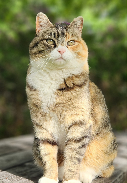 Kia the Cat Greeting Card