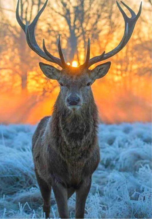 Deer at Sunrise with Frost Greeting Card