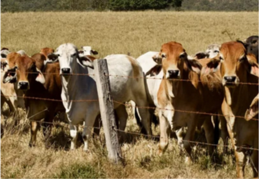 Brown and White Cows Greeting Card