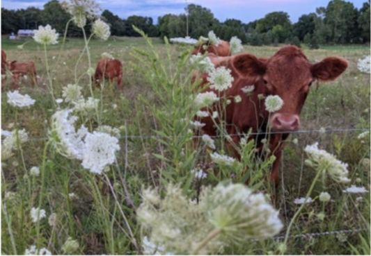 Cows Among Wildflowers Greeting Card
