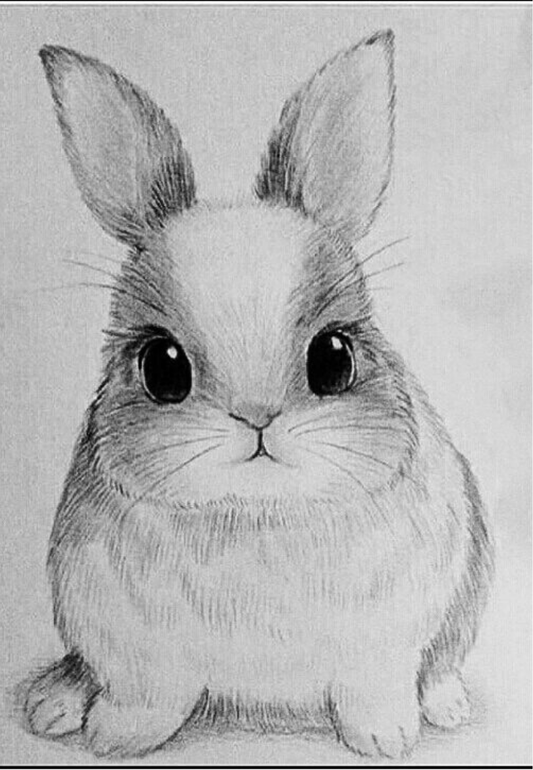 Bunny Sketch Greeting Card