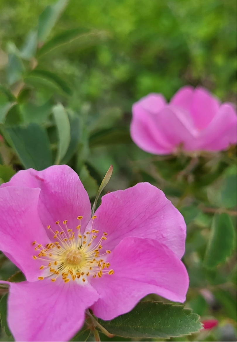 Alberta Rose Greeting Card